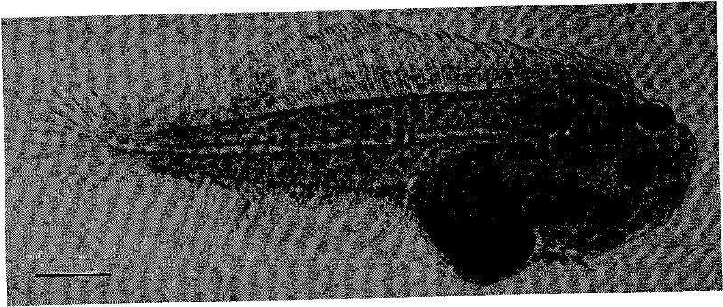 Method for inhibiting movement of flounder eyes