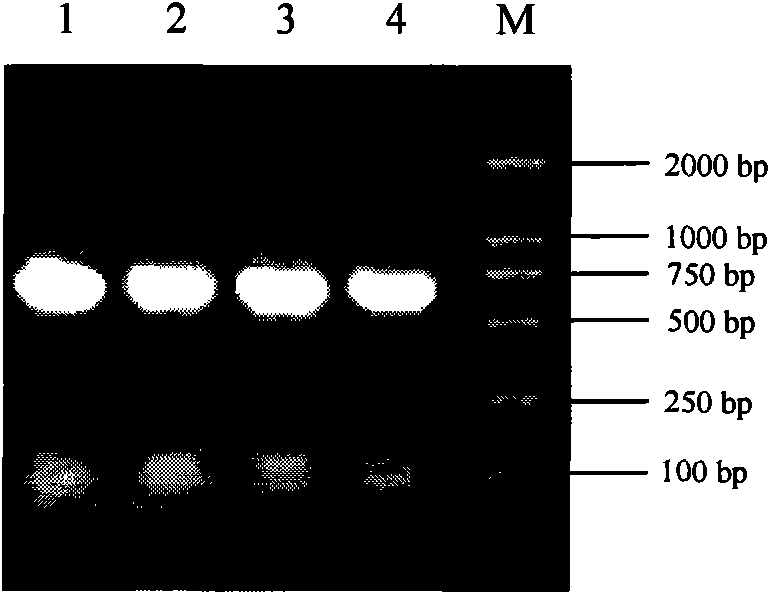 Membrane protein gene of chicken infective bronchitis virus and clone method thereof