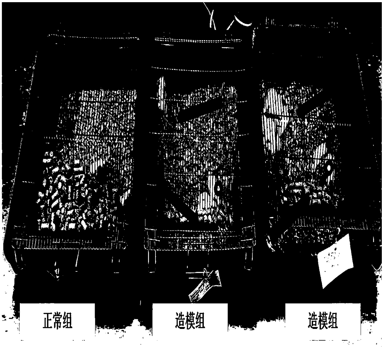 Method for establishing renal dysfunction model of mice with IgA nephropathy