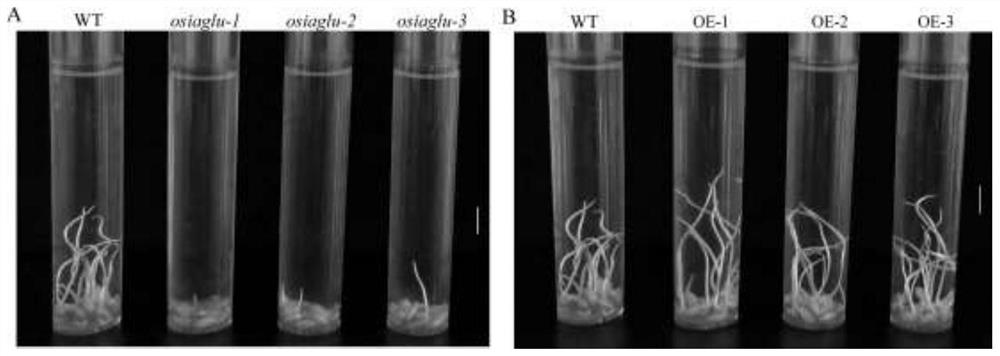 Application of Rice Auxin Glycosyltransferase Gene in Cultivation of Flood-tolerant Rice Varieties