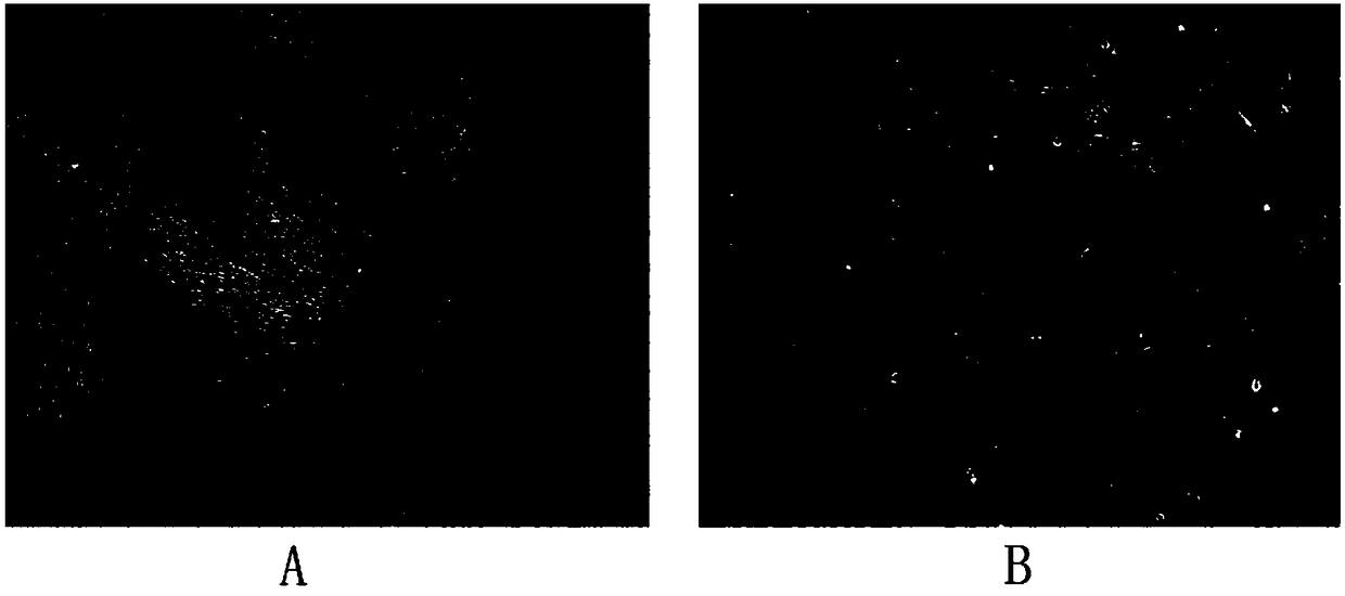 Human cell culture medium and preparation method thereof