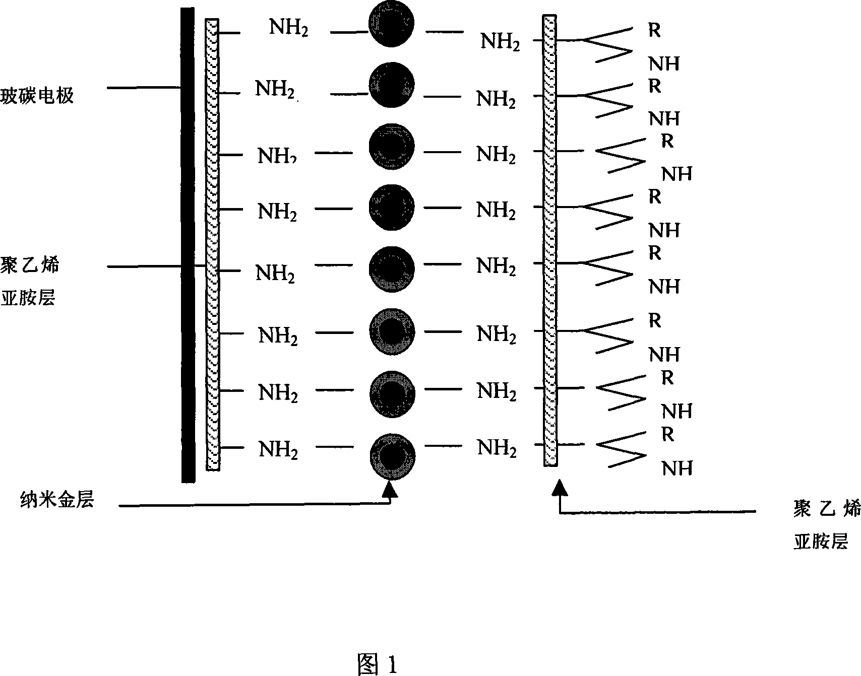 Glassy carbon electrode modified electrochemical detection method for diethylstilbestrol