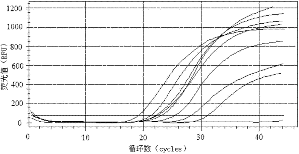 Primers, probe and kit used for detecting BK viruses (BKVs)