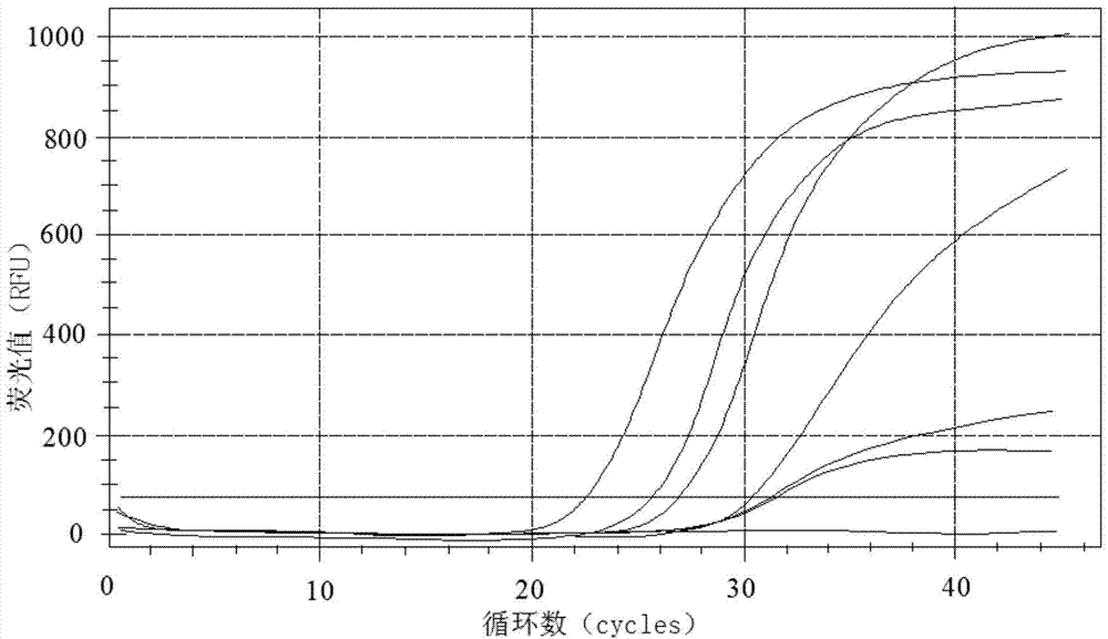 Primers, probe and kit used for detecting BK viruses (BKVs)