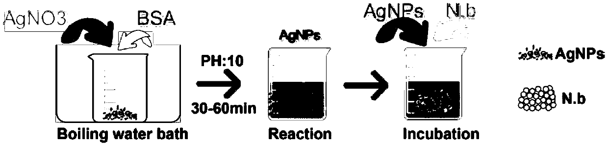 Application of Ag nanoparticles to preparation of medicines for restraining nosema bombycis as main pathogen of bombyx mori