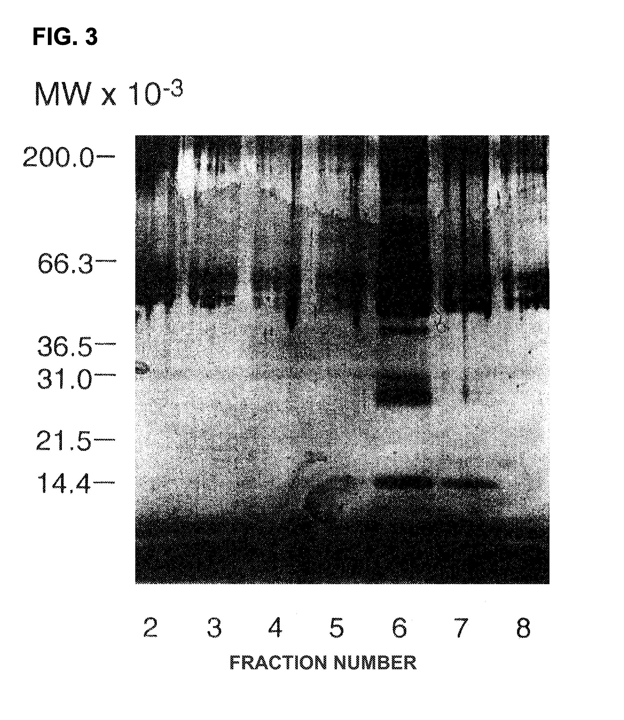 Anti-mpl ligand (thromobpoietin) antibodies