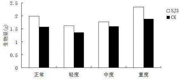 Endophytic fungus for promoting biomass growth of aleurites montana in low-phosphorus environment