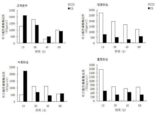 Endophytic fungus for promoting biomass growth of aleurites montana in low-phosphorus environment