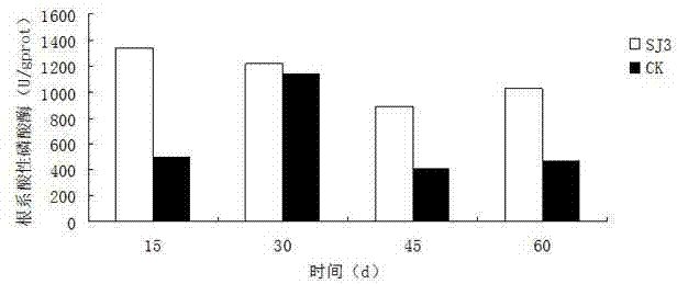 Endophytic fungus for promoting biomass growth of aleurites montana in low-phosphorus environment