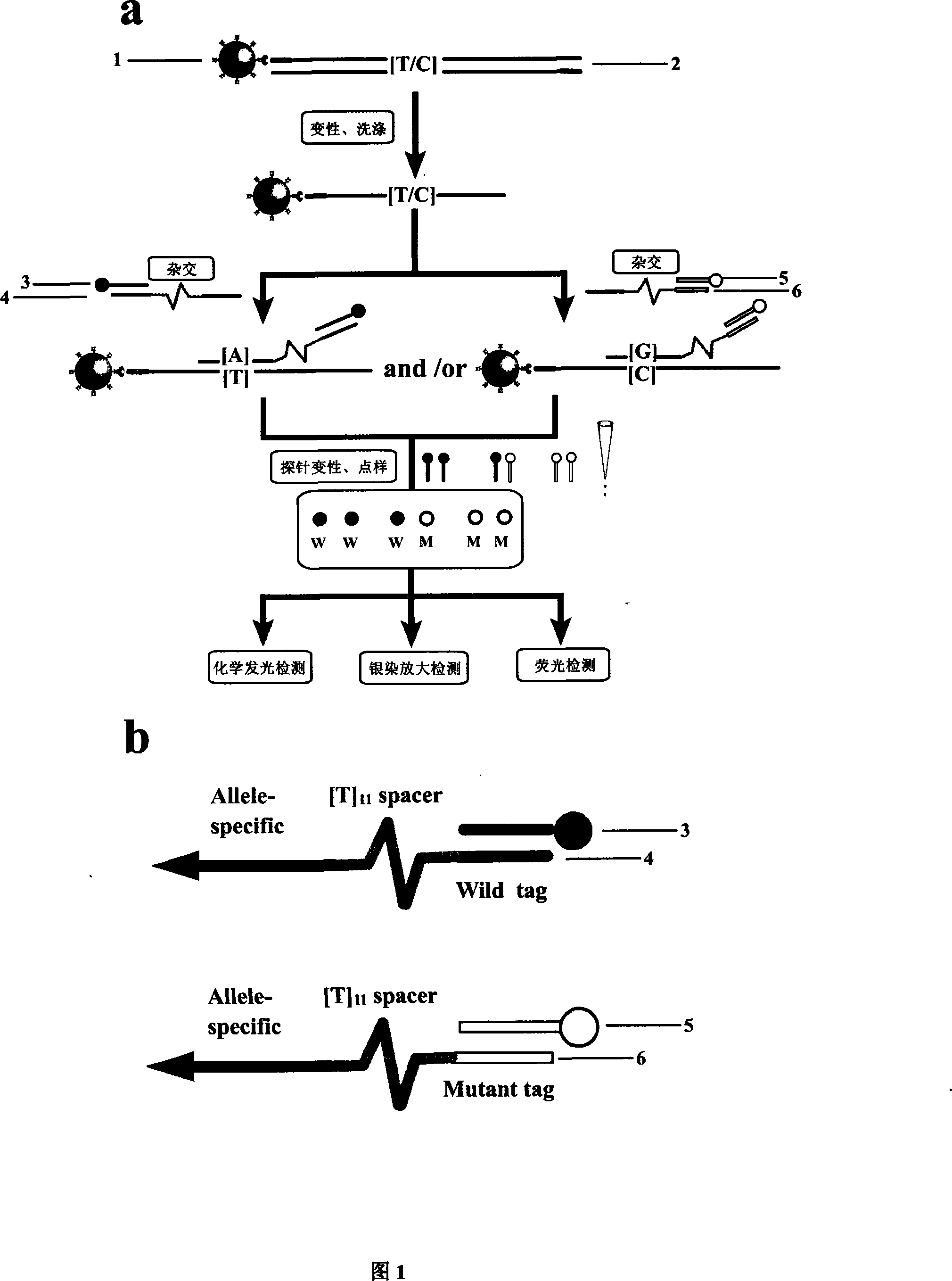 High-throughput single nucleotide polymorphism detecting method based on magnetic nano-particles and universal label technique