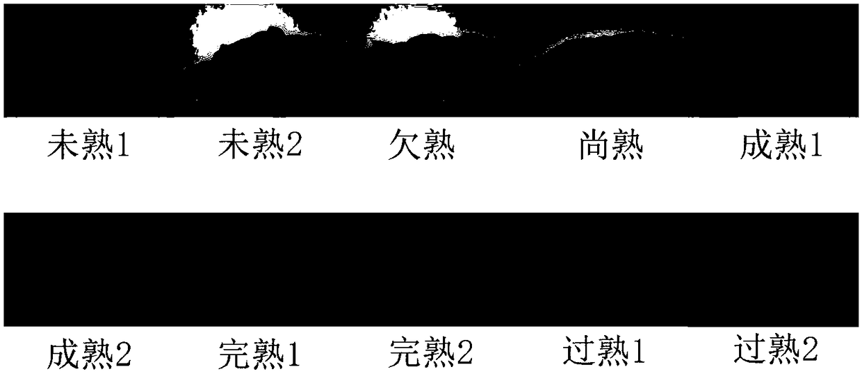 Distinguishing method of maturity degrees of tobaccos based on image analysis