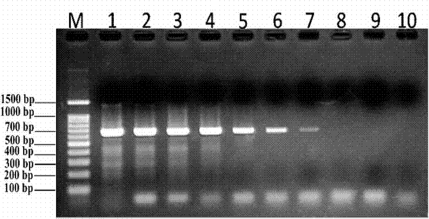 PCR (Polymerase Chain Reaction) detection method of salmonella enteritidis, nucleic acid and primer pair