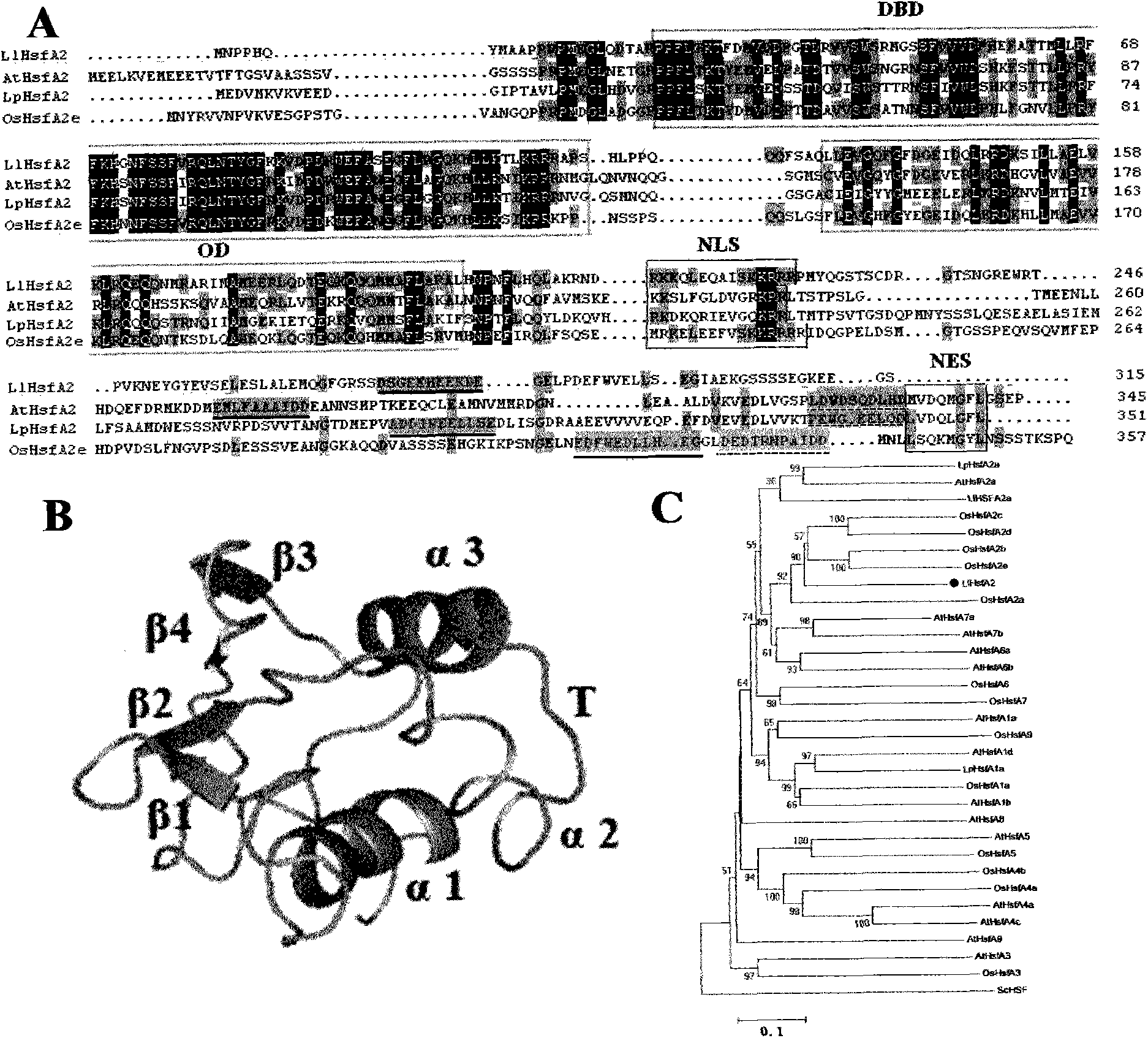 Heat shock transcription factor and application thereof