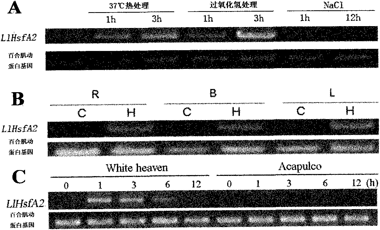 Heat shock transcription factor and application thereof