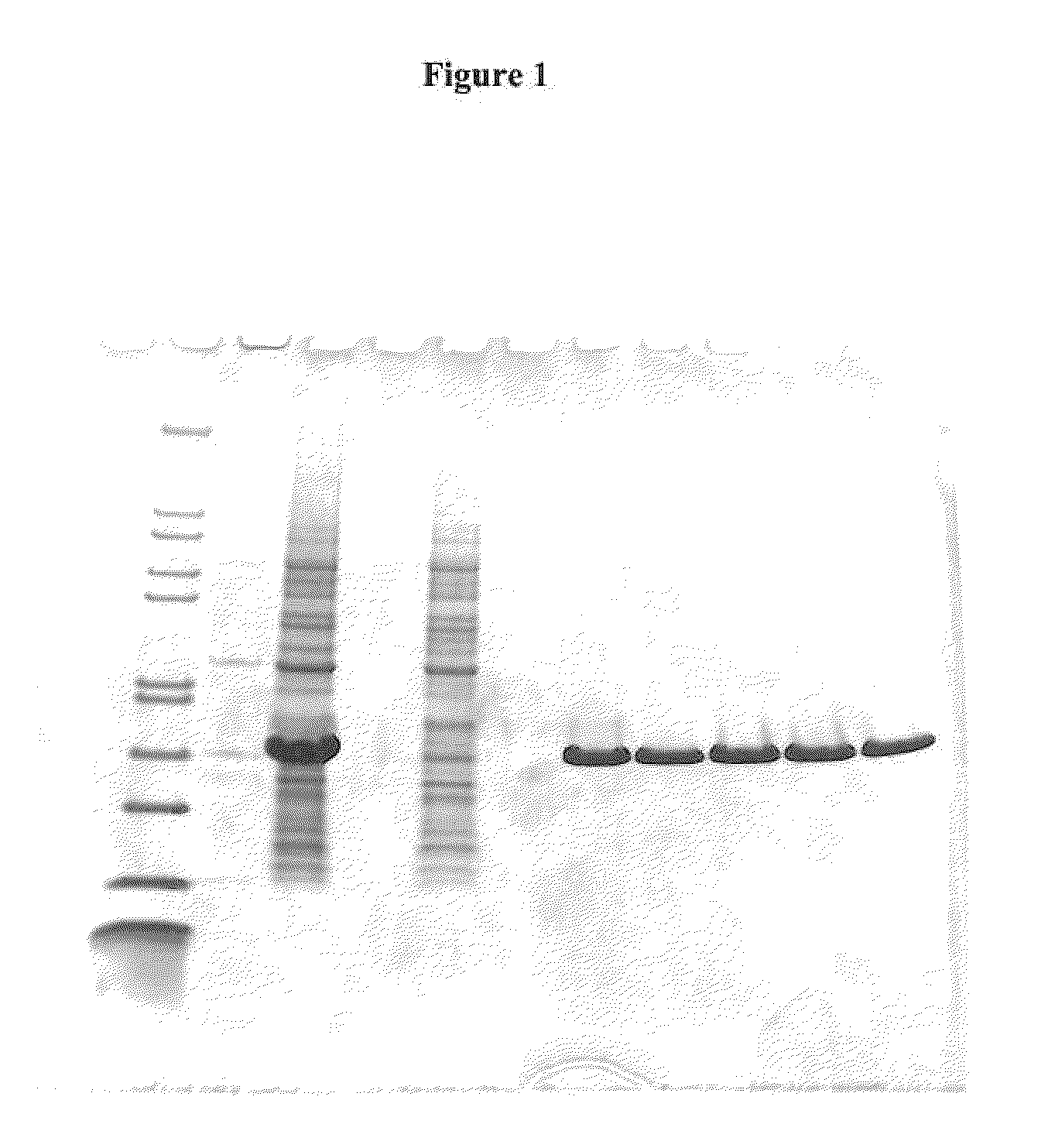 Fusion protein comprising an <i>E. coli </i>chaperone protein and a human chaperone protein