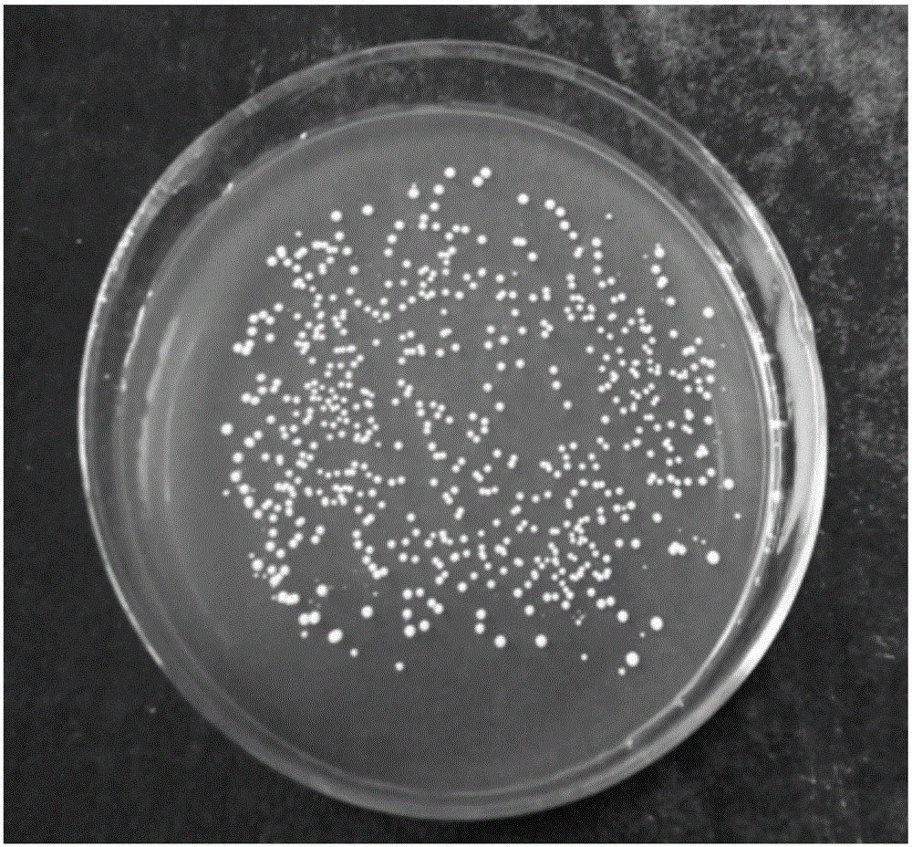 Pediococcus pentosaceus and application thereof