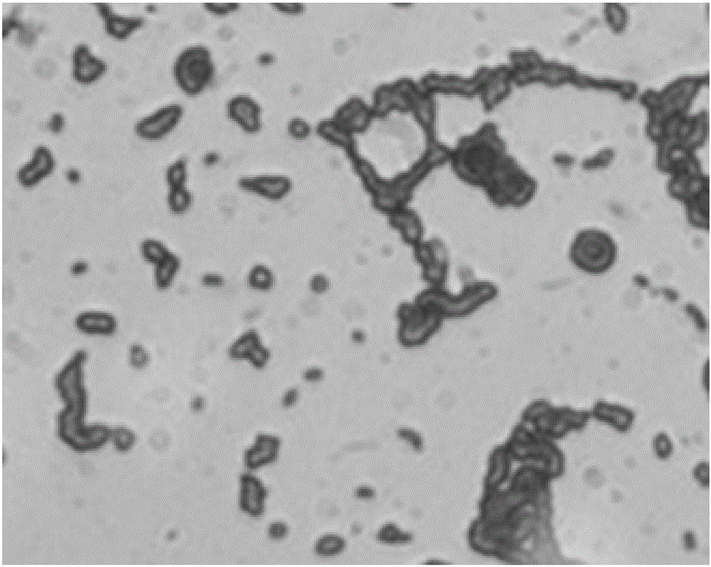 Pediococcus pentosaceus and application thereof