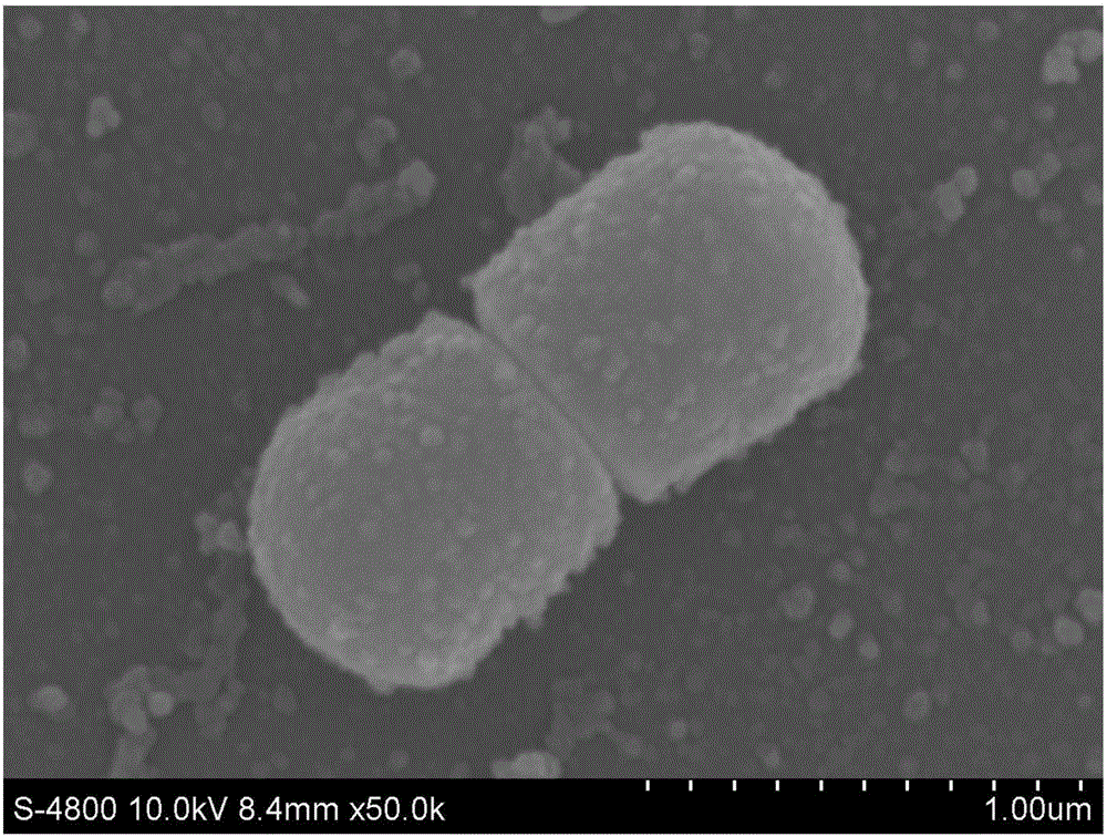 Pediococcus pentosaceus and application thereof