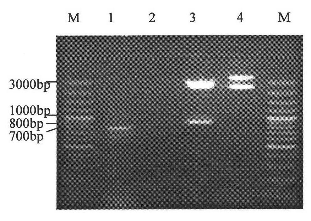 Method for detecting Marek's disease resistance homozygous genotype chicken