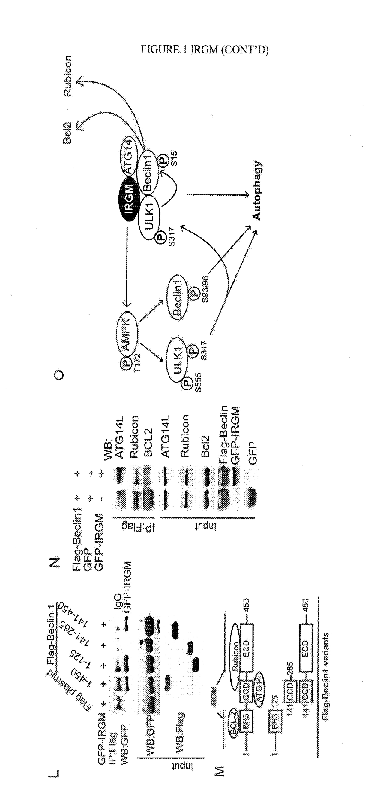 Irgm and precision autophagy controls for antimicrobial and inflammatory disease states and methods of detection of autophagy