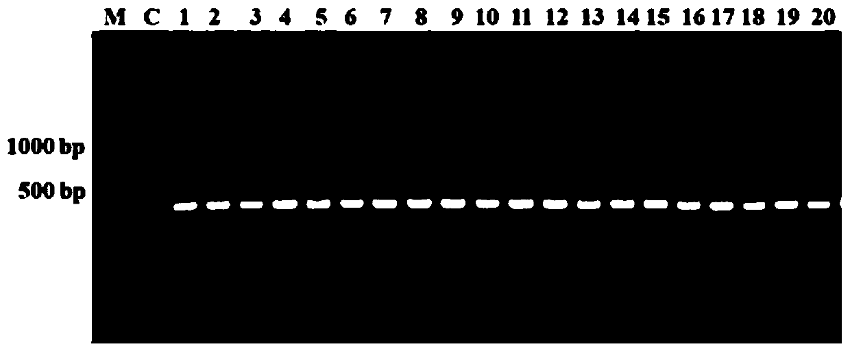 Method for efficiently identifying/screening clostridium butyricum and application thereof