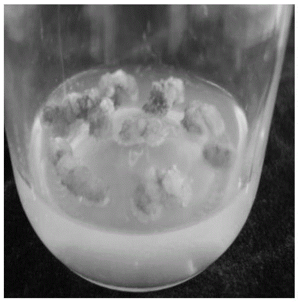 Kit culture medium for detached-leaf-somatic-embryo induced rapid propagation of sophora japonica