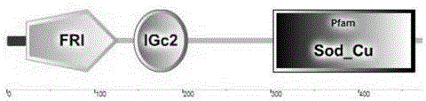 Pinctada martensii superoxide dismutase (PmECSOD) and application thereof