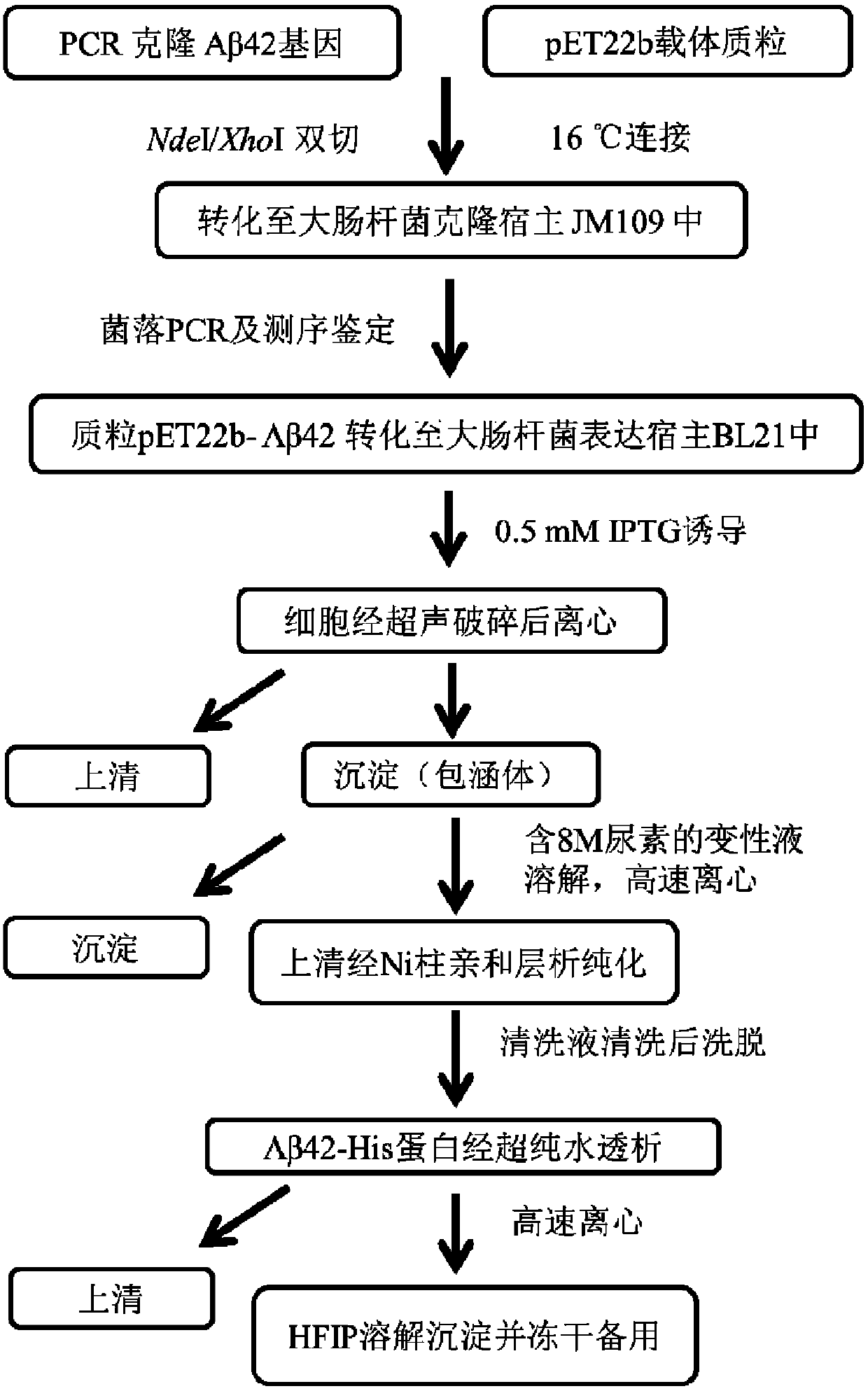 A[beta]42 modified protein and expression and purification method of A[beta]42 modified protein