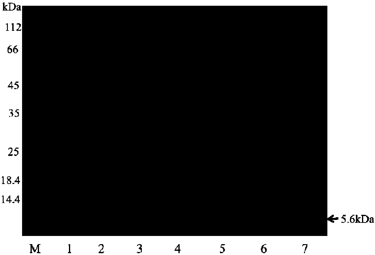 A[beta]42 modified protein and expression and purification method of A[beta]42 modified protein