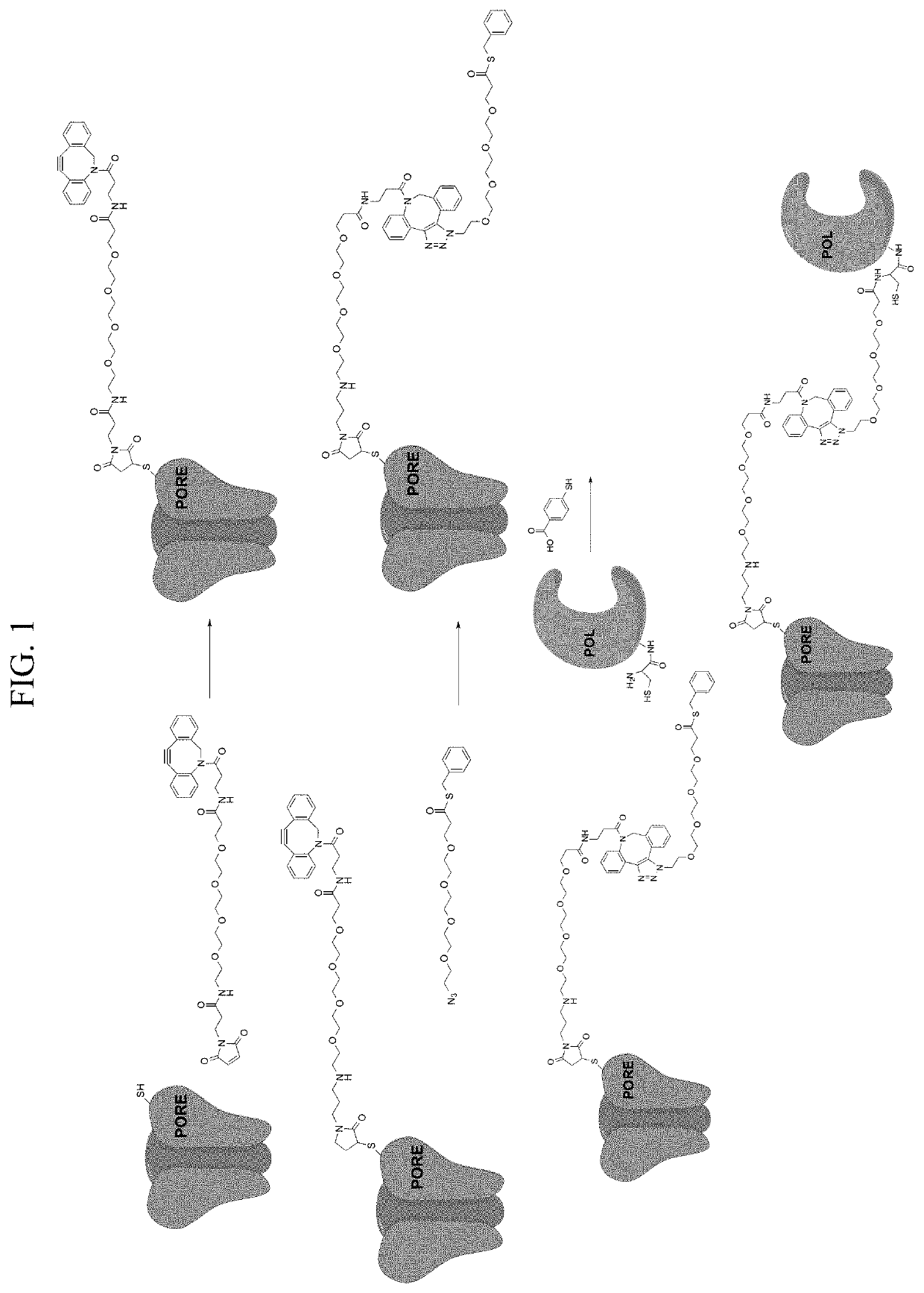 Site-specific bio-conjugation methods and compositions useful for nanopore systems