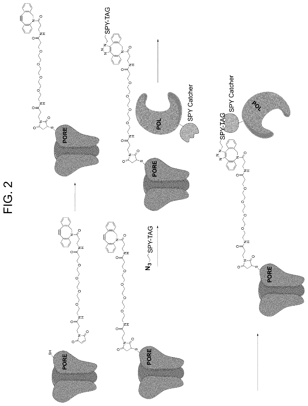 Site-specific bio-conjugation methods and compositions useful for nanopore systems