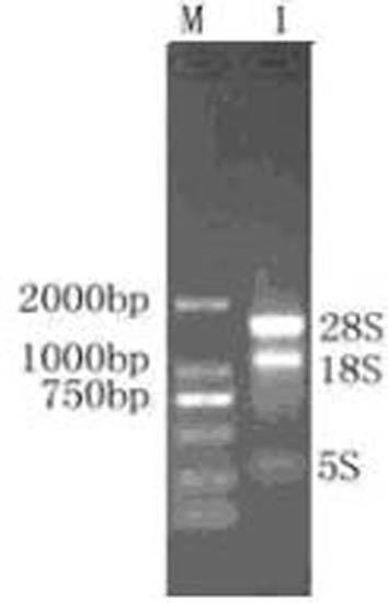 Method for extracting total RNA