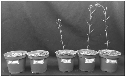 The auxin response factor aparf2 of Agapanthus chinensis and its coding gene and probe