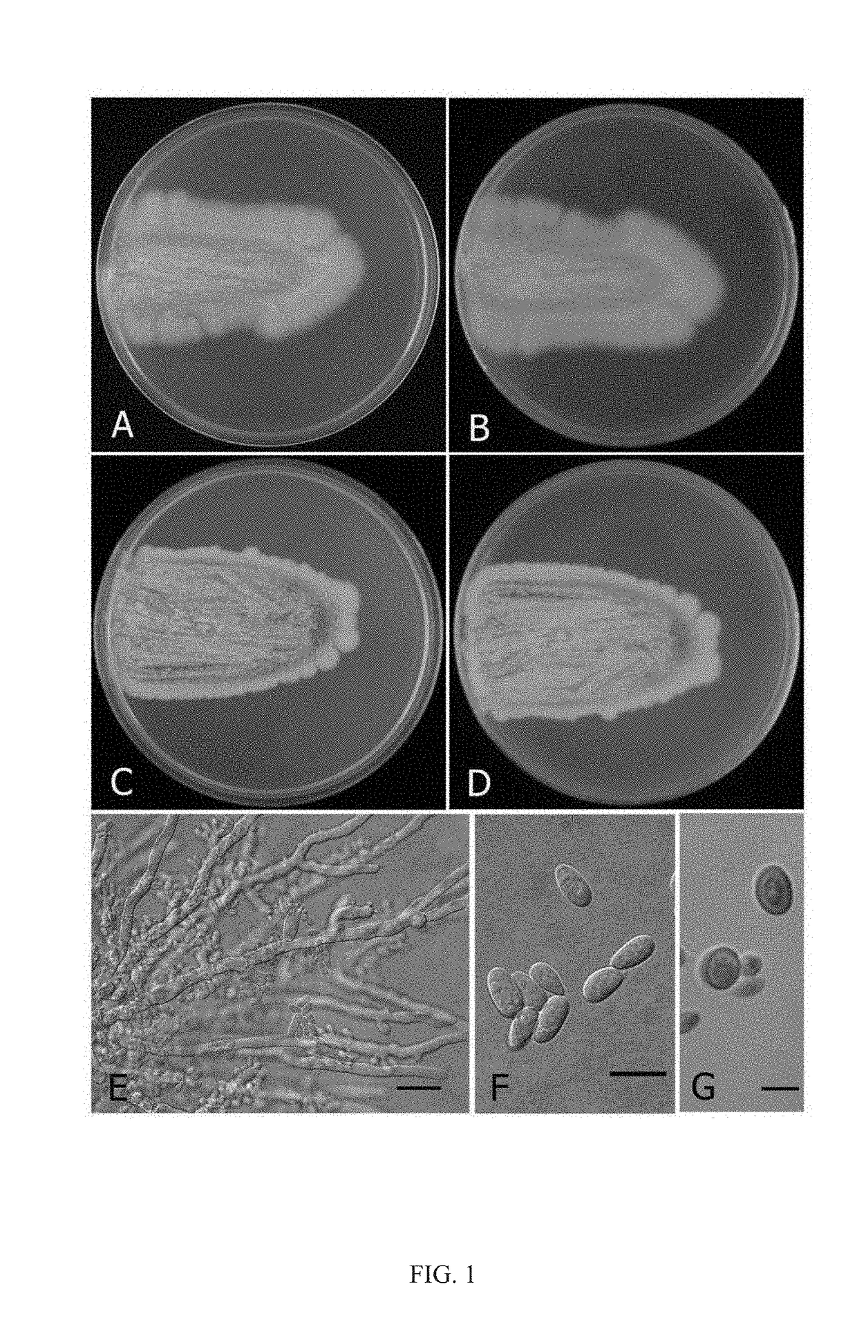 Aureobasidium pullulans, culturing medium and method for producing b-glucan, a culture of aureobasidium pullulans and a composition comprising the same