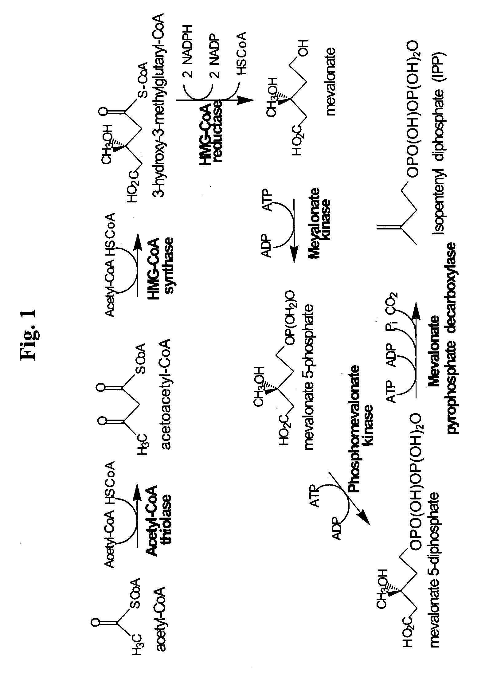 Fuel compositions comprising tetramethylcyclohexane