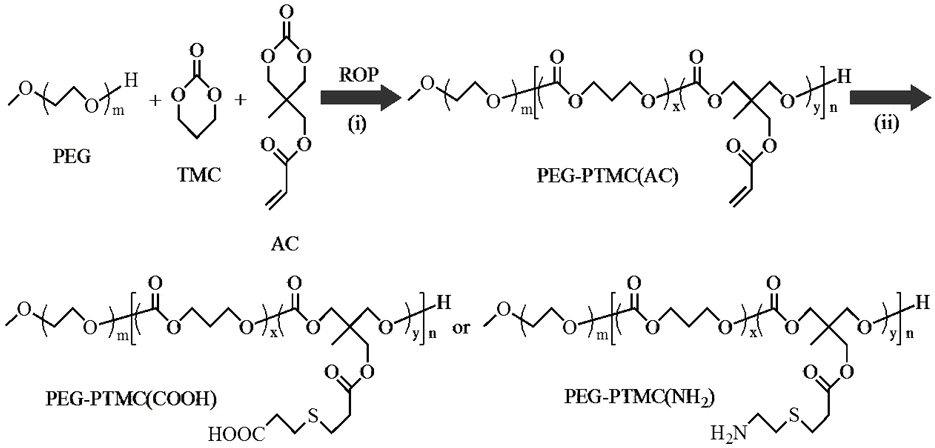 Vesicles consisting of amphiphilic polymer and application of vesicles