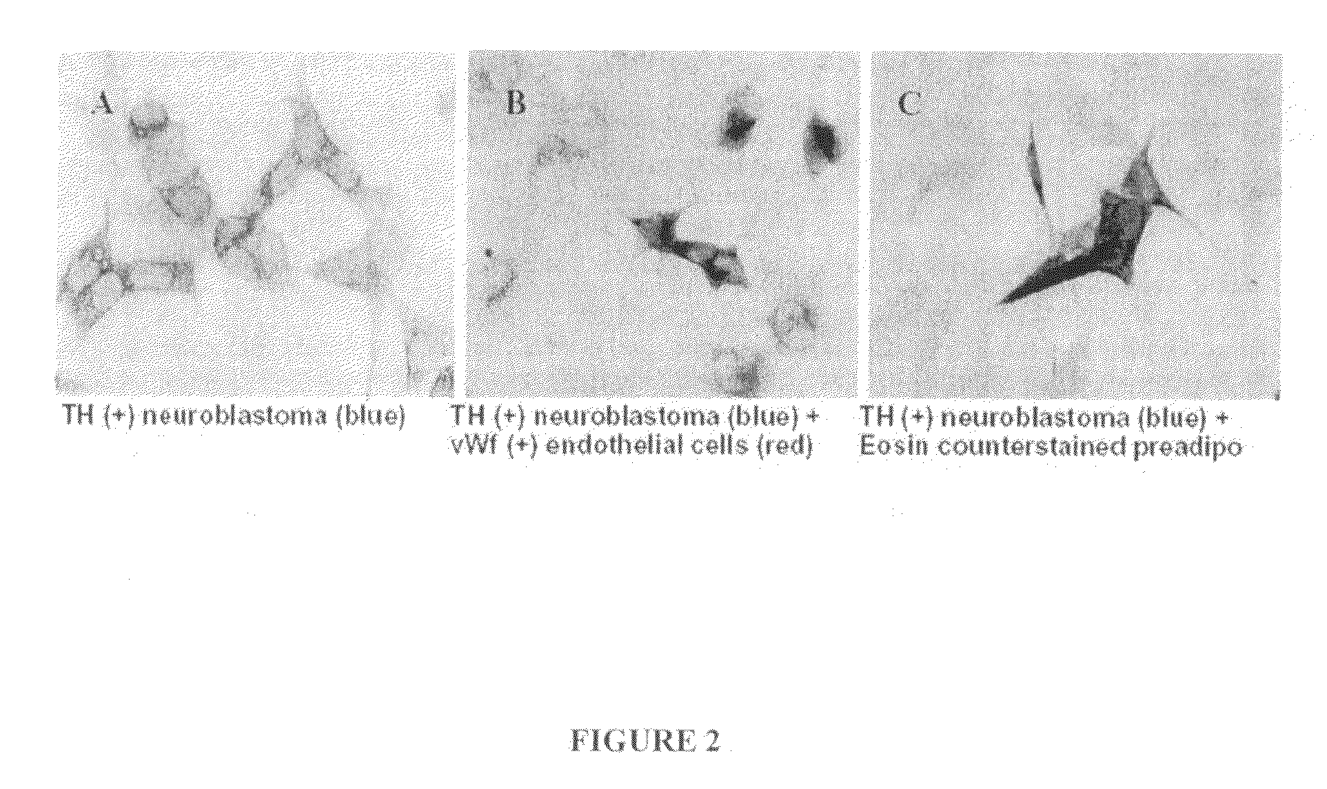 Compositions And Methods For Lipo Modeling