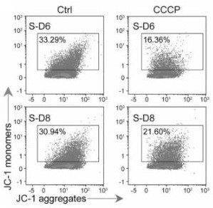 Application of mitochondrial autophagy activator in platelet preservation