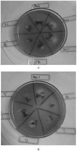 A kind of Raoultella pan22x and its application