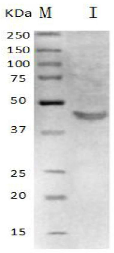 Establishment method of mycoplasma ovipneumoniae indirect hemagglutination detection method