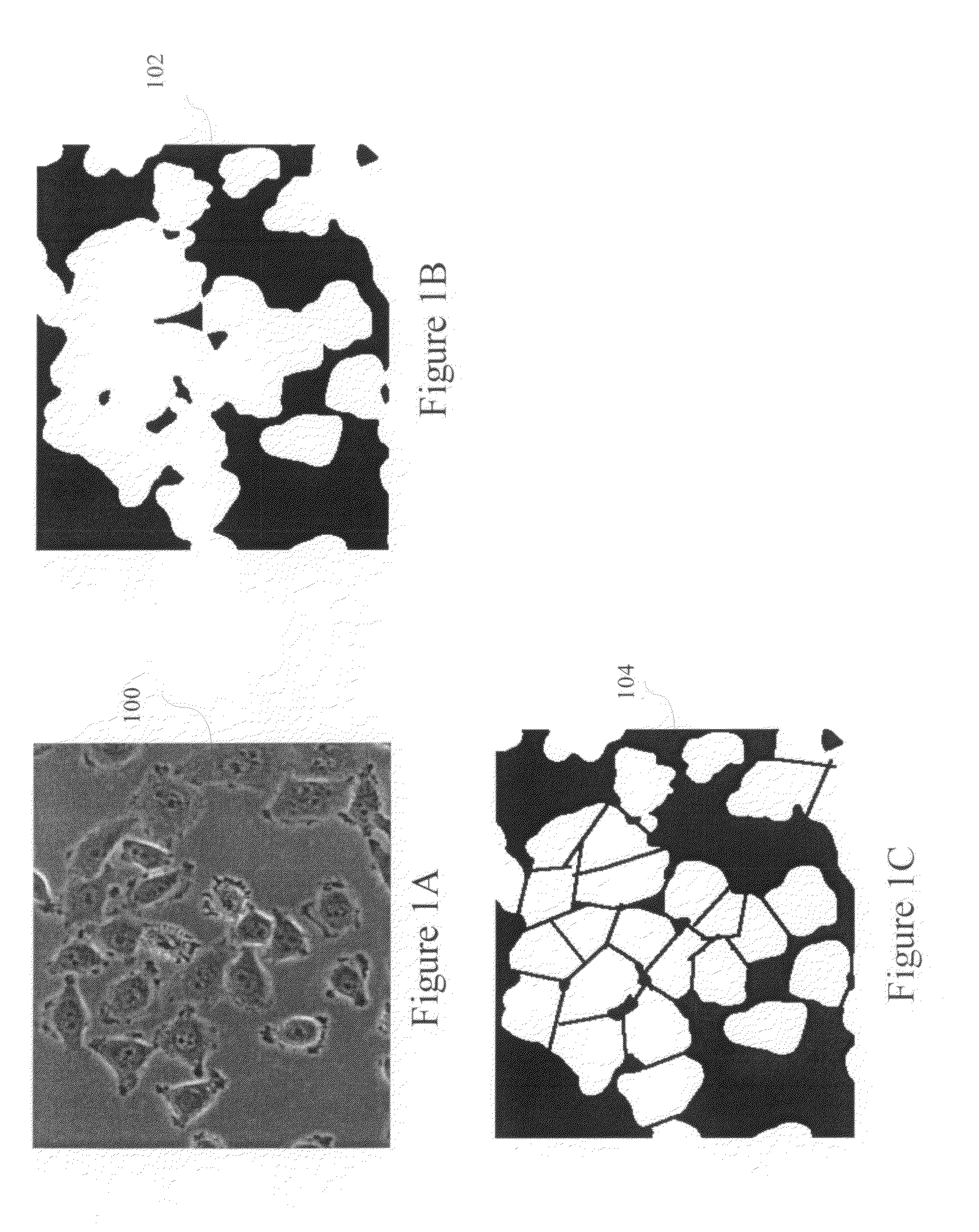 Teachable object contour mapping for biology image region partition