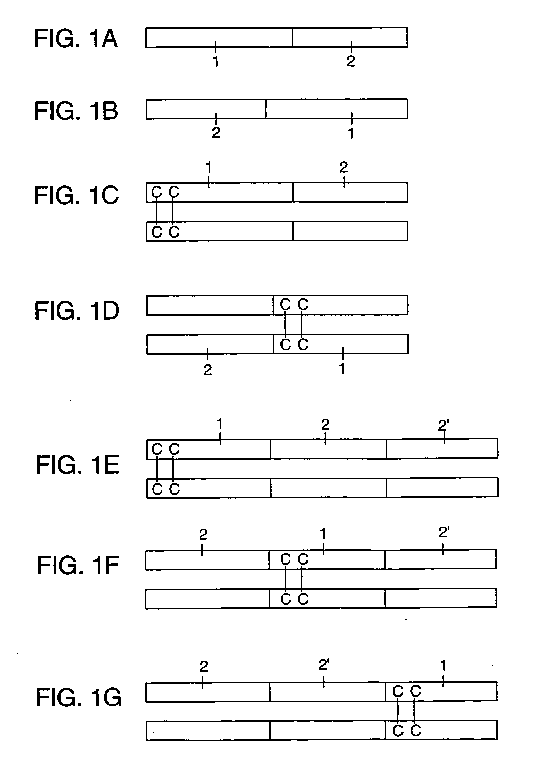 Fc fusion proteins for enhancing the immunogenicity of protein and peptide antigens