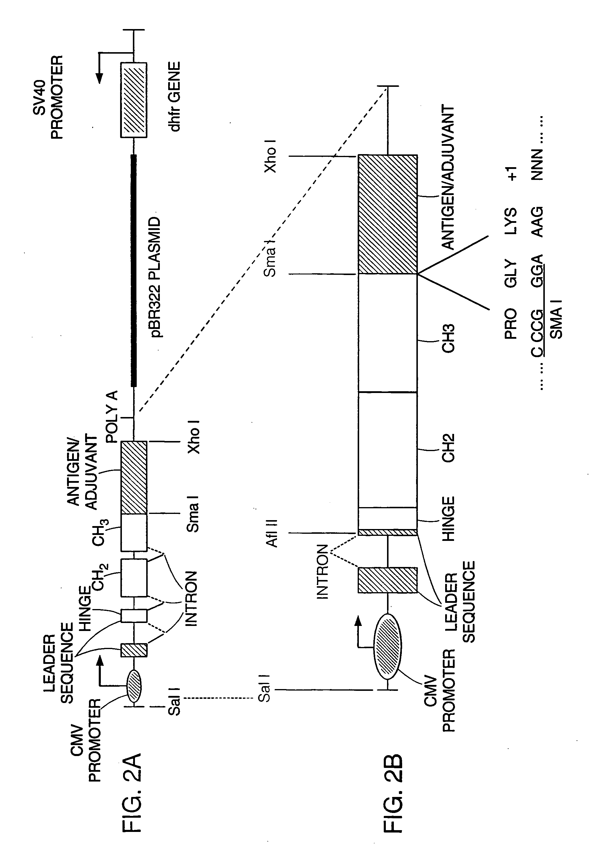 Fc fusion proteins for enhancing the immunogenicity of protein and peptide antigens