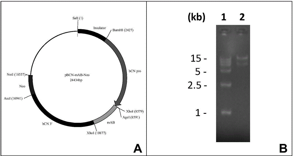 Method for producing monoclonal antibodies by using transgenic animal mammary gland bioreactor