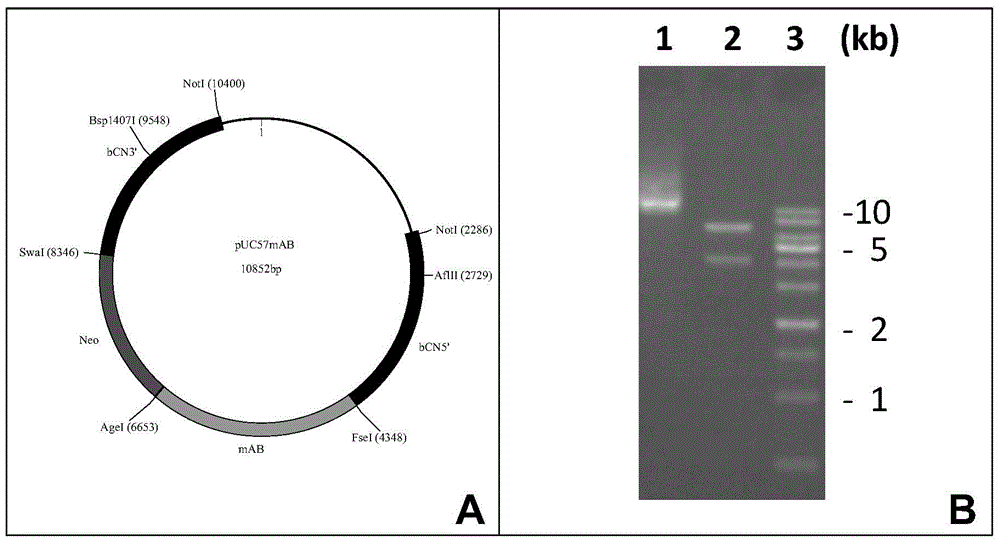 Method for producing monoclonal antibodies by using transgenic animal mammary gland bioreactor