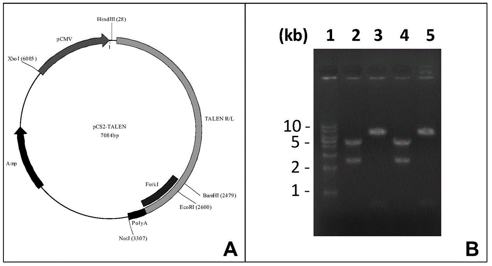 Method for producing monoclonal antibodies by using transgenic animal mammary gland bioreactor