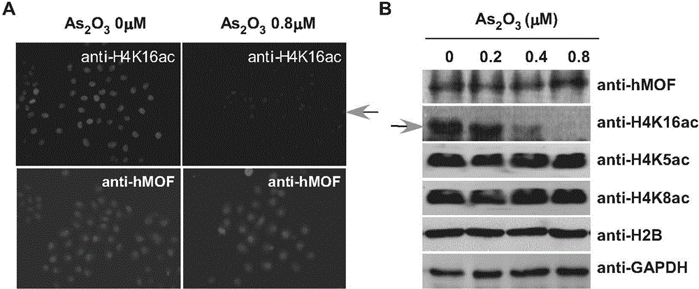 Application of hMOF (Human Males Absent on the First) and small peptide of hMOF in preparing drug for alleviating or treating human arsenic poisoning