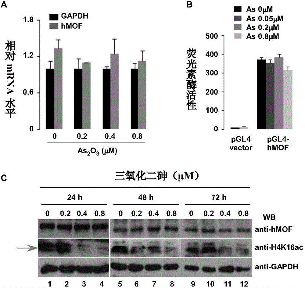 Application of hMOF (Human Males Absent on the First) and small peptide of hMOF in preparing drug for alleviating or treating human arsenic poisoning