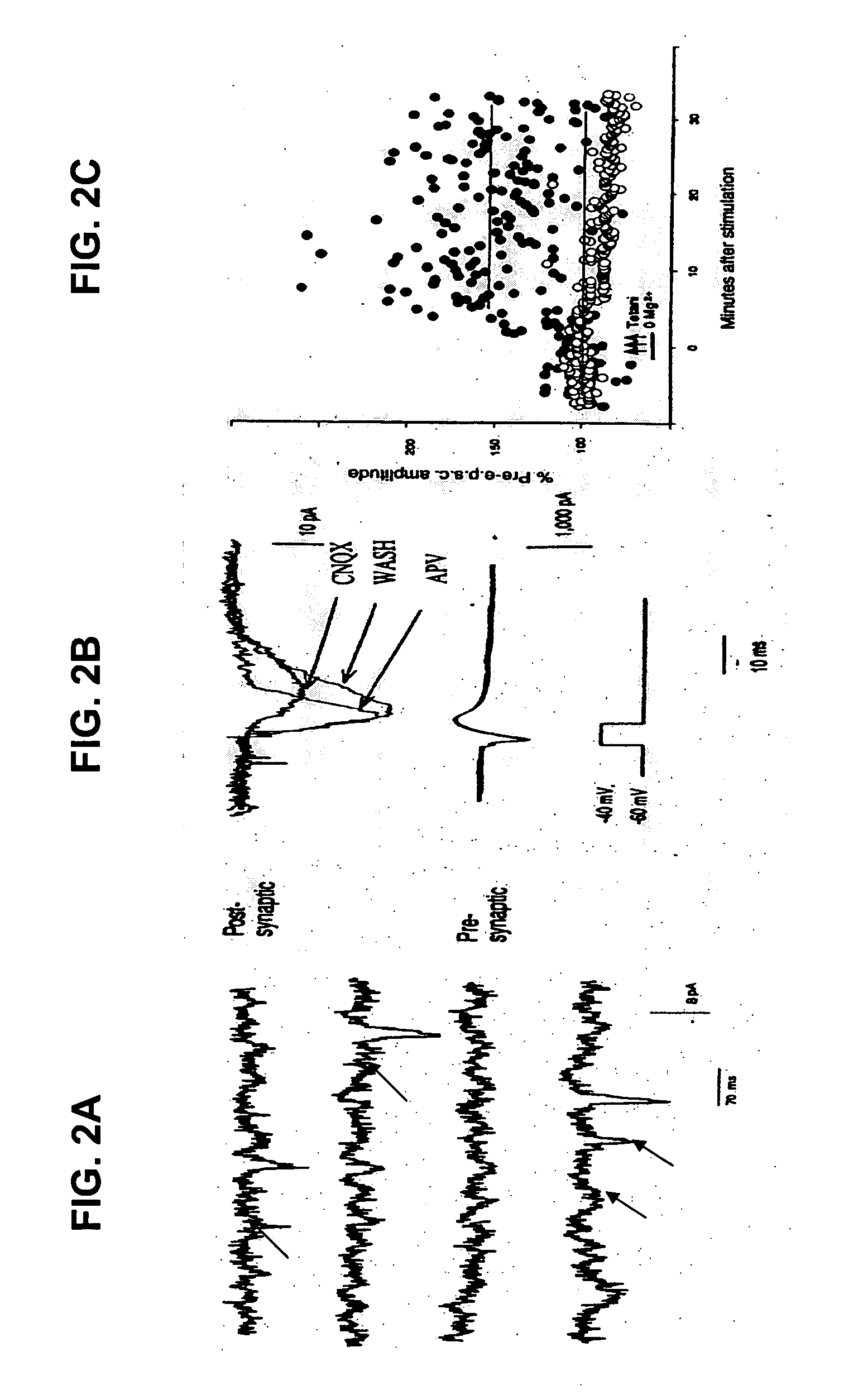 Cell cultures from animal models of Alzheimer's disease for screening and testing drug efficacy