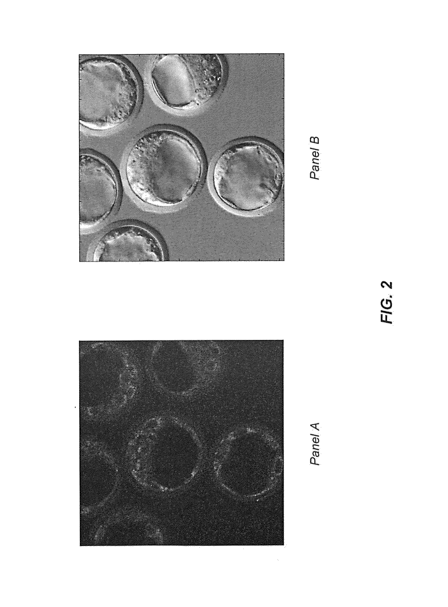 Host Cells with Artificial Endosymbionts